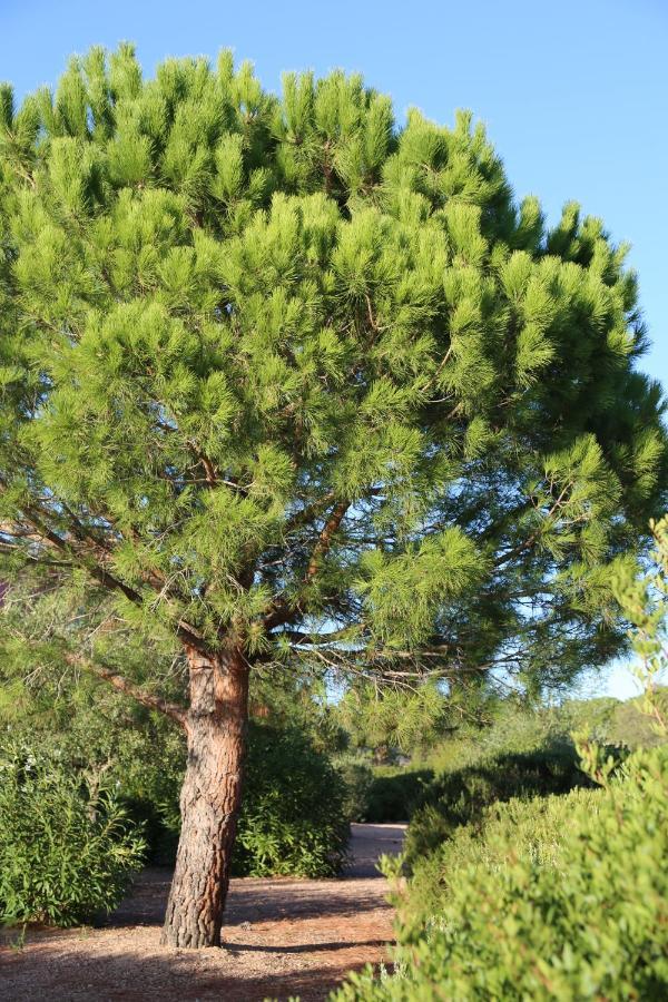 Casa Mia Porto-Vecchio (Corsica) Exterior foto